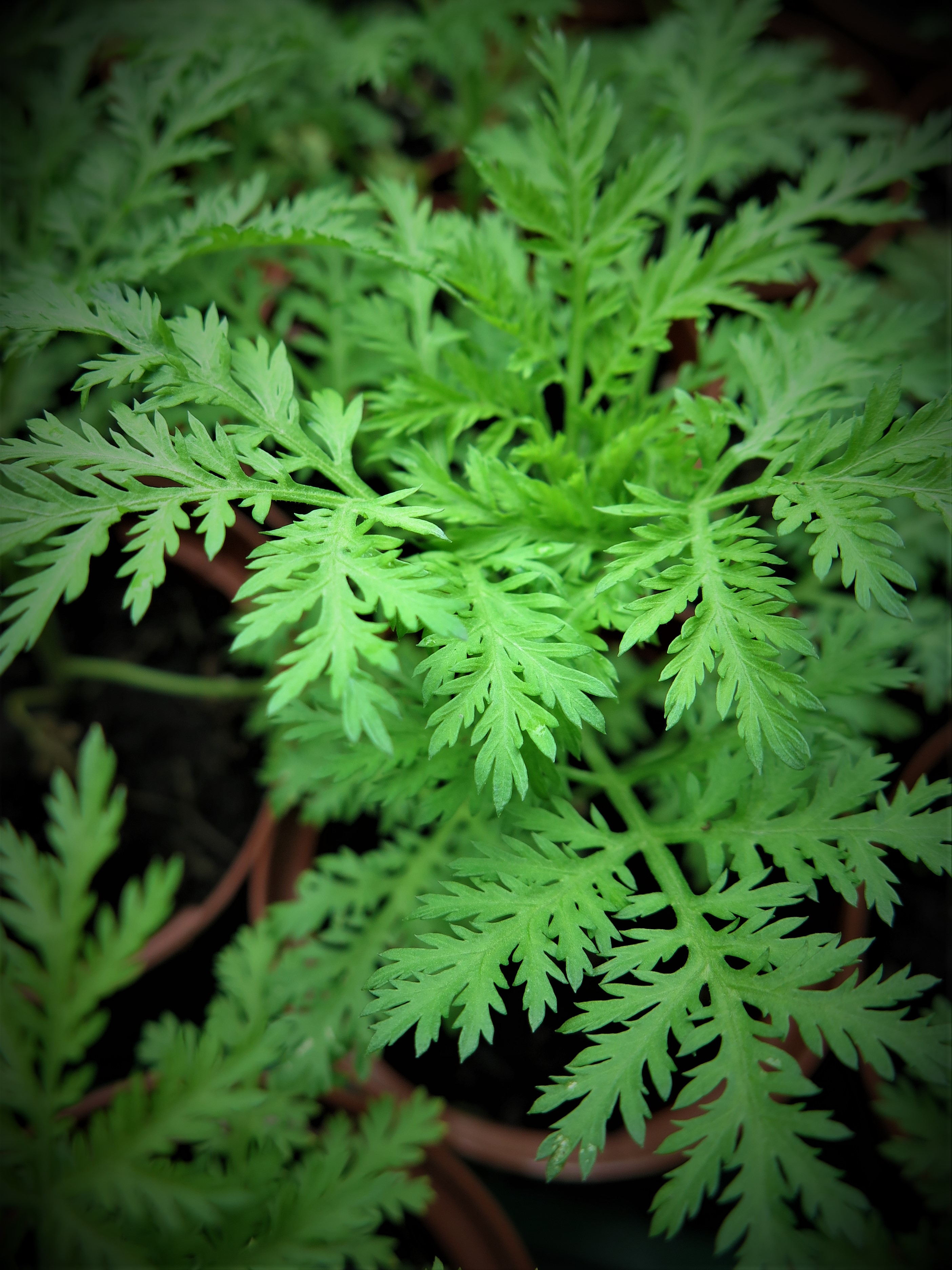 Artemisia annua – Plante médicinale