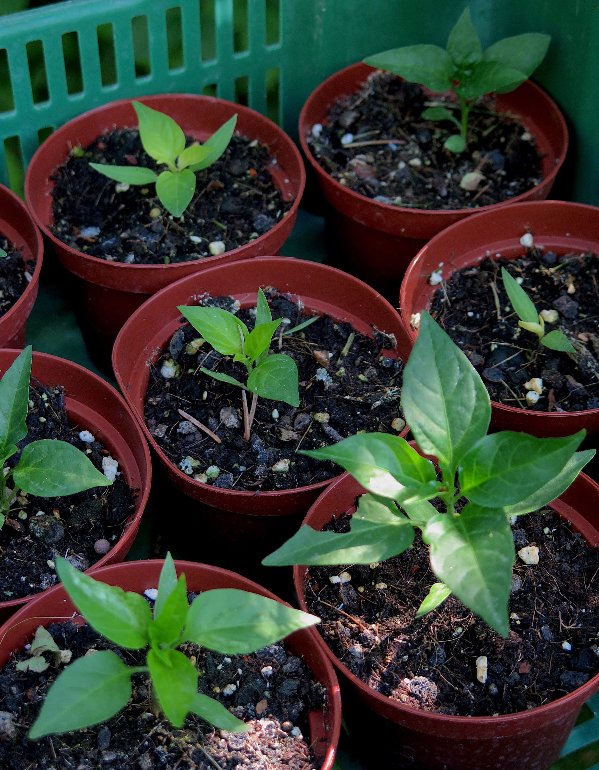 Plantons en libre service 2023 : fin de séries