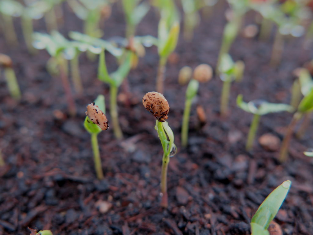 Vente de plantons 2024 : 4 et 5 mai à Bretonnières